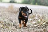 BEAUCERON - PUPPIES 149